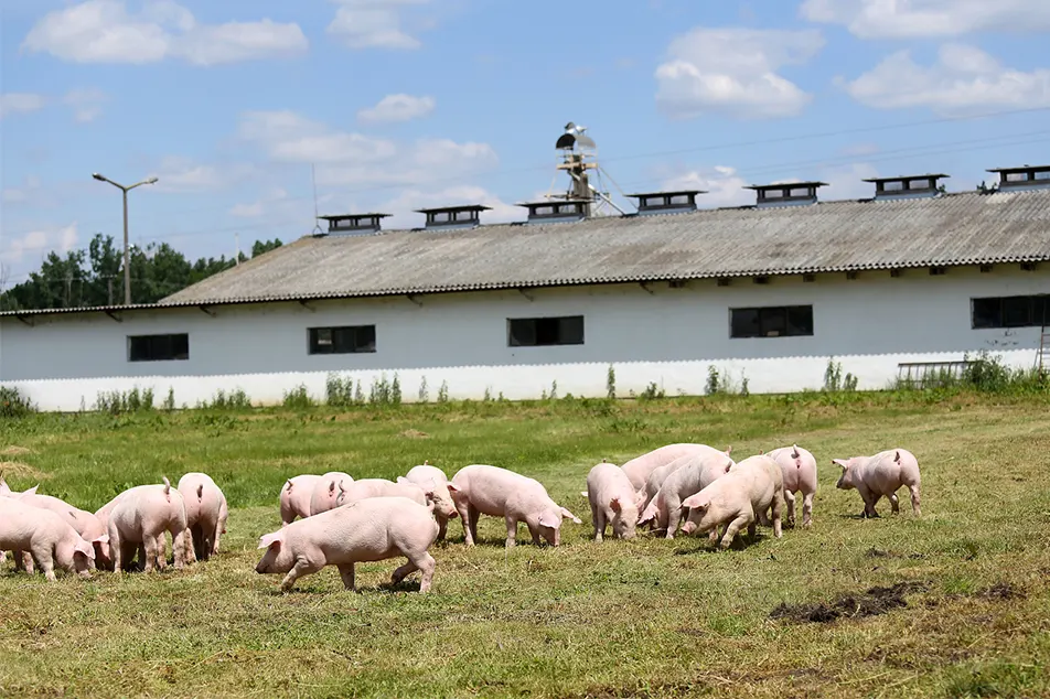 Moderni sikatila vähän ei näitä 6 sika laitteita