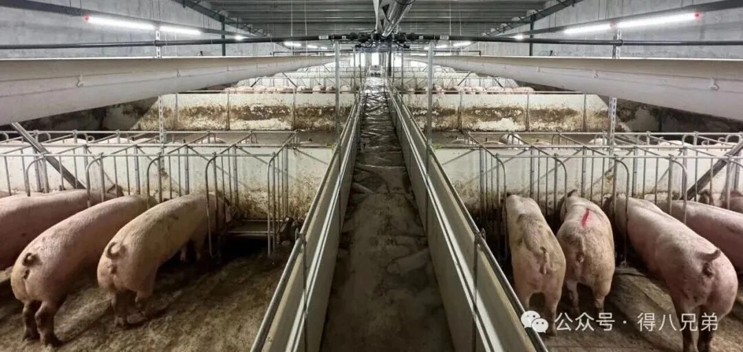 Paikalliset raaka-aineet: sikatilojen nesteruokinnan keskeiset synergiat ja arvoedut
