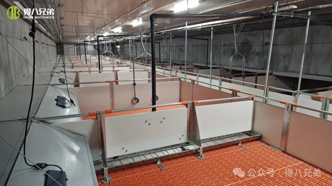 Lämpöstressin ehkäisy ja hallinta sikatiloilla kuumalla säällä